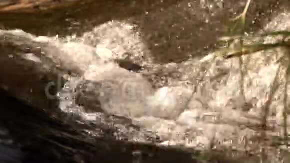 野生自然中的瀑布景观视频的预览图