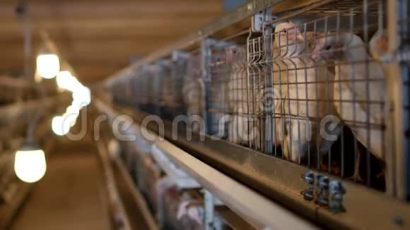 饲养肉鸡和鸡肉鸡在棚子里坐在酒吧后面家禽屋生产视频的预览图