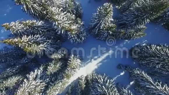 冬天的雪林视频的预览图