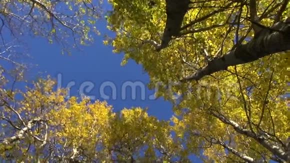 美丽的白杨林中的秋风视频的预览图