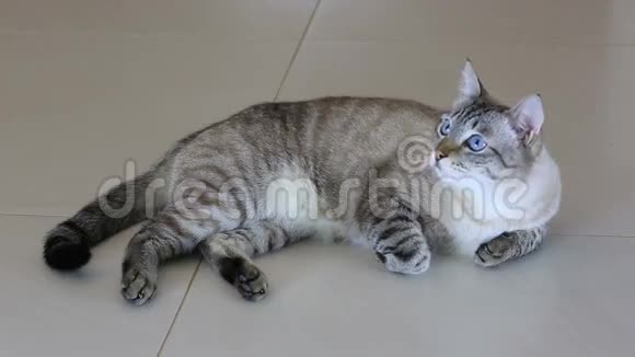 泰国美丽的猫躺在地板上视频的预览图