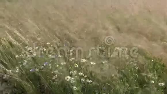 夏日草甸风中花视频的预览图