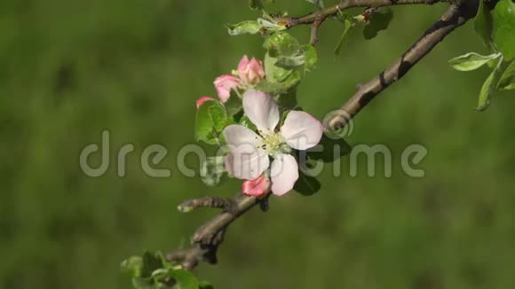 花园里盛开的樱花视频的预览图