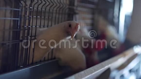 饲养肉鸡和鸡肉鸡坐在棚子里的栅栏后面家禽屋工厂视频的预览图