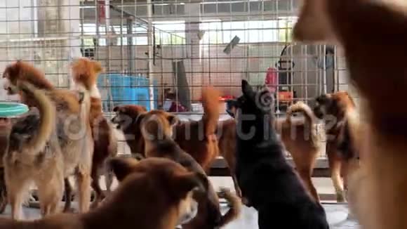 栅栏后面有不同的混种狗狗在收容所或动物托儿所动物避难所概念视频的预览图