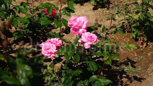 美丽的红玫瑰在夏季绿色公园视频的预览图