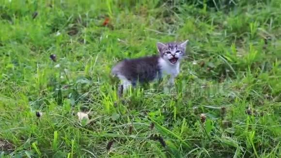 可爱的小猫在花园里玩视频的预览图