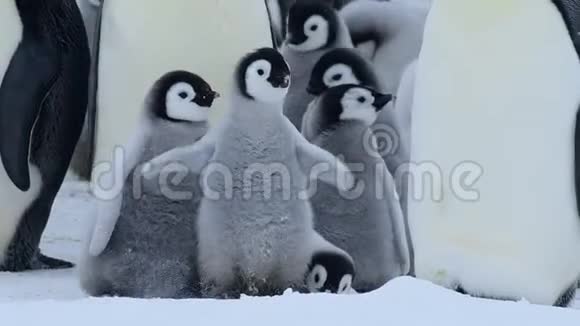 企鹅皇帝的雏鸟冰天雪地的鹦鹉视频的预览图