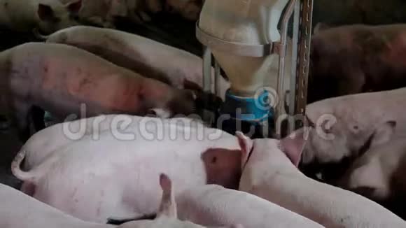 密集饲养的猪在批处理笔视频的预览图