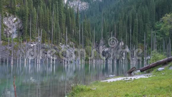 哈萨克斯坦的凯迪湖又称桦树湖或水下森林视频的预览图