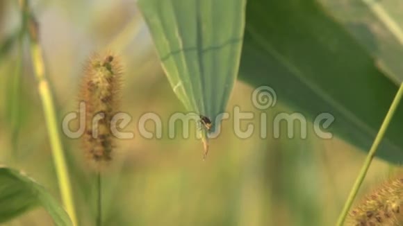 植物上的昆虫视频的预览图