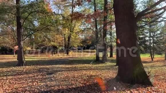 秋天公园里叶子发黄的树视频的预览图
