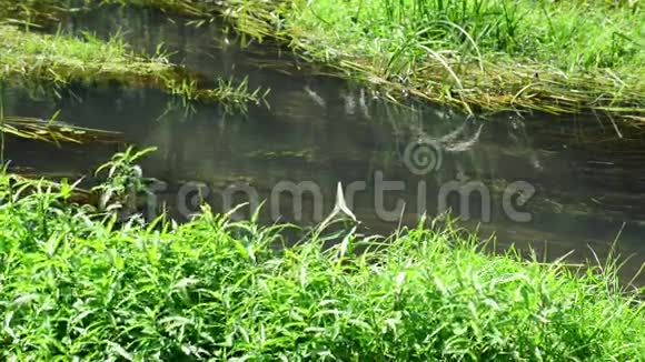 俄罗斯夏季的小溪被藻类过度生长视频的预览图