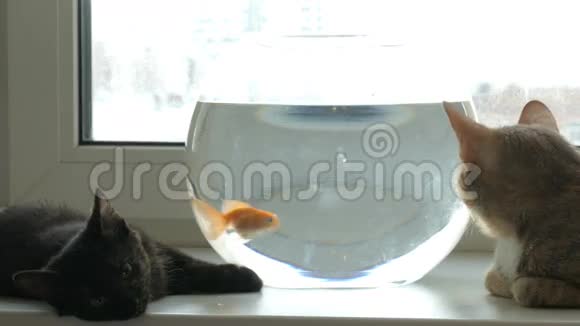 家猫和一条金鱼视频的预览图