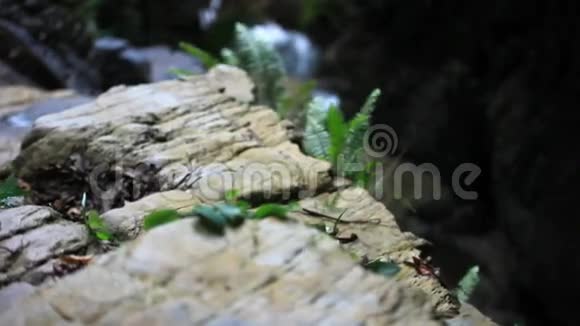 蕨叶生长在瀑布的岩石中高清高清视频的预览图