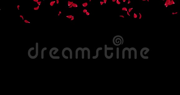 浪漫的淡红色玫瑰花花瓣飘落过渡阿尔法冰铜回路4k视频的预览图