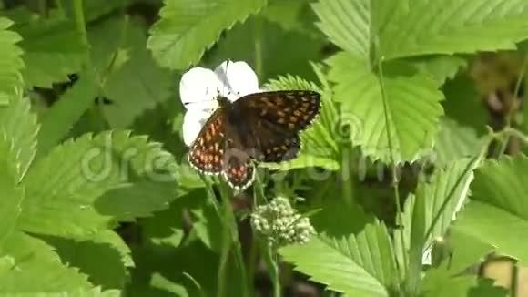 蝴蝶在一朵白色的花上视频的预览图