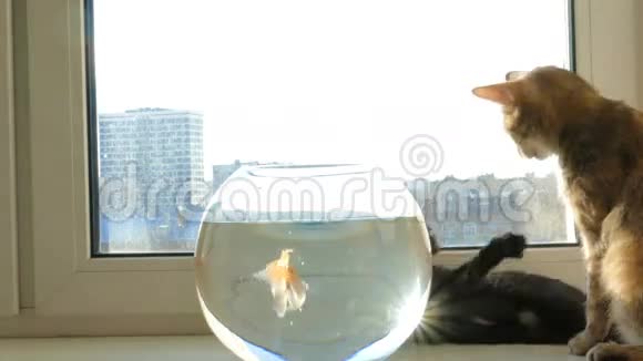 家猫和一条金鱼视频的预览图