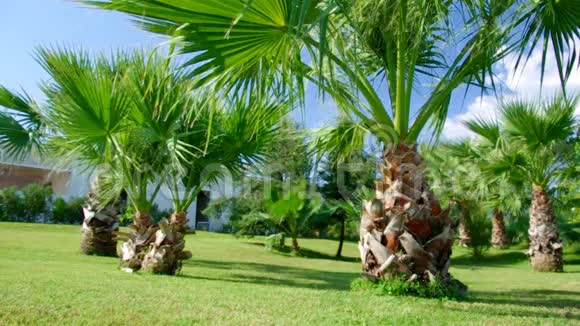棕榈树顶着蓝天视频的预览图