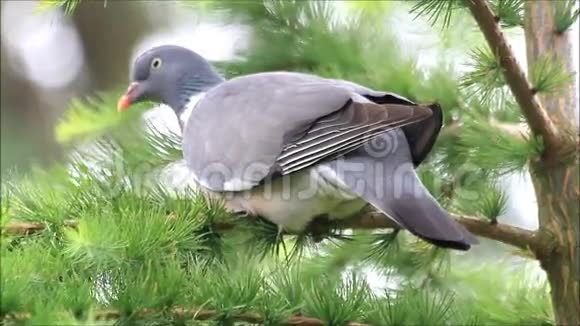 枝上的鸟木鸽视频的预览图