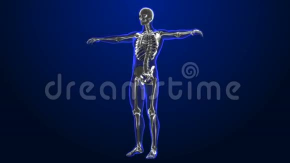 X射线摄影男性医学三维动画视频的预览图
