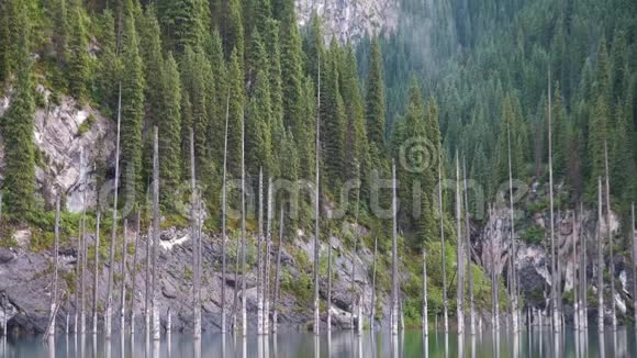 哈萨克斯坦的凯迪湖又称桦树湖或水下森林视频的预览图