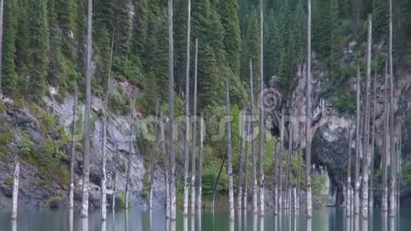 哈萨克斯坦的凯迪湖又称桦树湖或水下森林视频的预览图