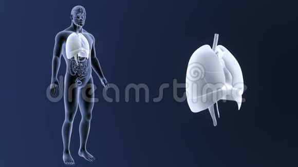 人体器官心脏肺膈肌与全身器官的放大视频的预览图