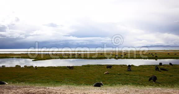 4k云团滚滚翻过西藏纳姆索湖牧民帐篷一群牛视频的预览图