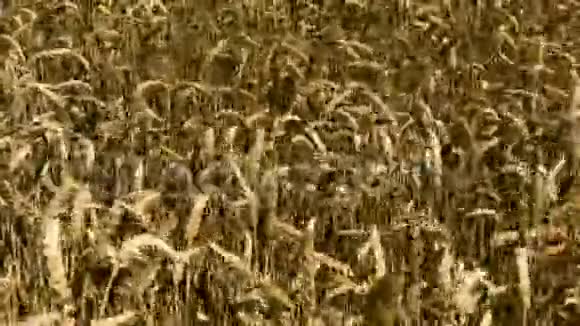 农业领域的成熟黑麦视频的预览图