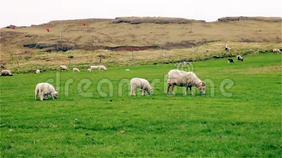 在田里放牧的绵羊和幼羊视频的预览图