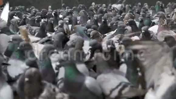 巨大的鸽子群在市街起飞慢动作视频的预览图