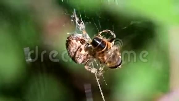 欧洲花园蜘蛛蜘蛛交叉蜘蛛冠球织女视频的预览图