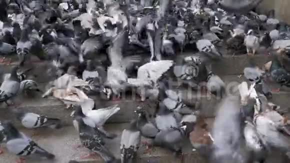 巨大的鸽子群在市街起飞慢动作视频的预览图