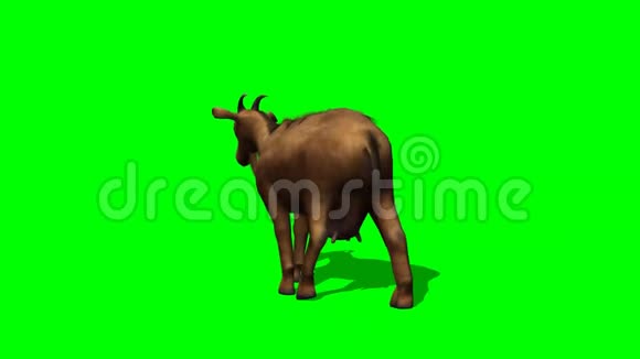 山羊行走绿色屏幕视频的预览图
