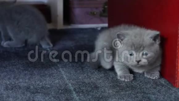 小猫在地毯上玩视频的预览图