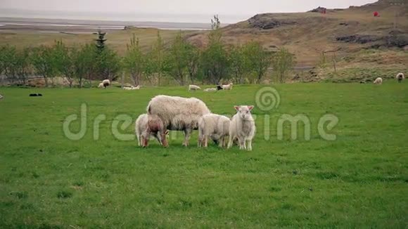 在田里放牧的绵羊和幼羊视频的预览图
