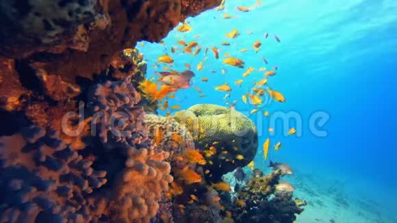 热带珊瑚礁海景视频的预览图