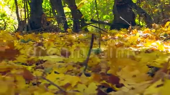秋天的彩色落叶特写镜头视频的预览图