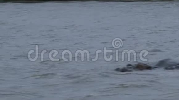 河马在水里游泳视频的预览图