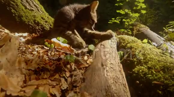 一只灰色森林的野猫在阳光下玩耍视频的预览图