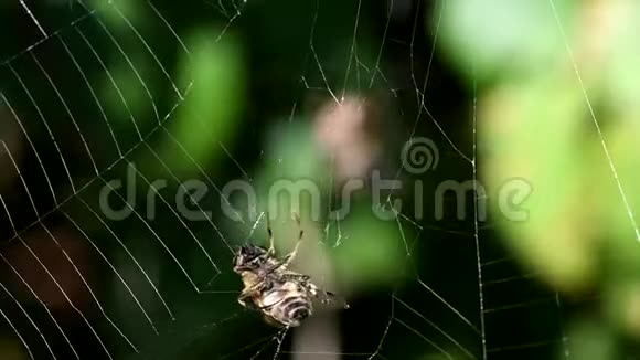 欧洲花园蜘蛛蜘蛛交叉蜘蛛冠球织女视频的预览图