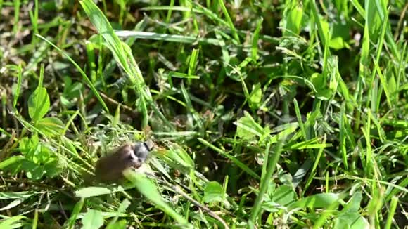 甲虫在草丛中视频的预览图