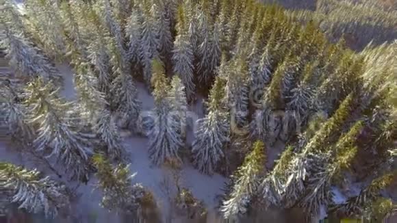 鸟瞰树木森林树林冬天下雪美丽的大自然视频的预览图