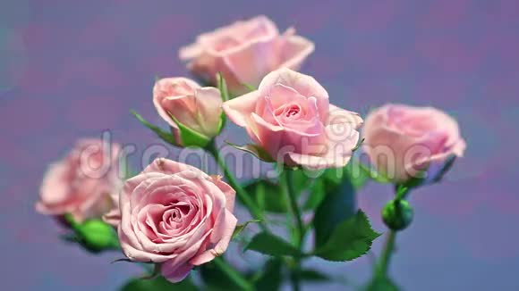 风中的粉红色玫瑰带着模糊的光芒视频的预览图