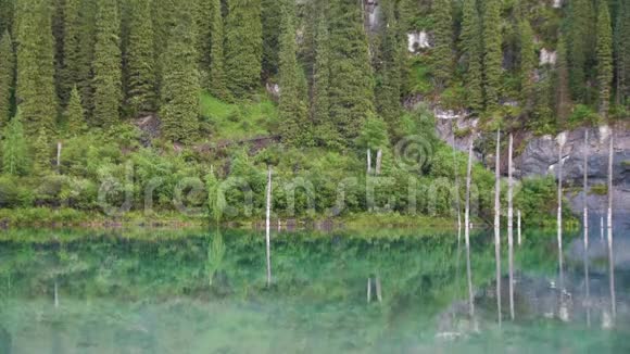 哈萨克斯坦的凯迪湖又称桦树湖或水下森林视频的预览图