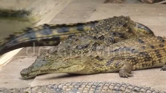 尼罗河鳄鱼视频的预览图