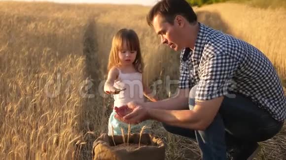 父亲是一名农学家小孩子正在麦田里玩袋子里的谷物爸爸农夫玩小儿子视频的预览图