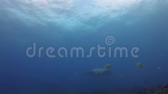 曼塔雷近距离游泳优雅的蓝海海水和阳光海面视频的预览图