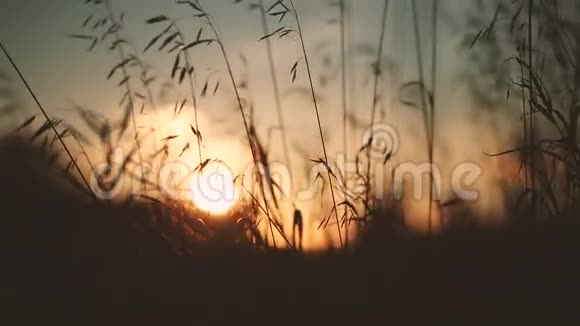 日落时的麦田视频的预览图